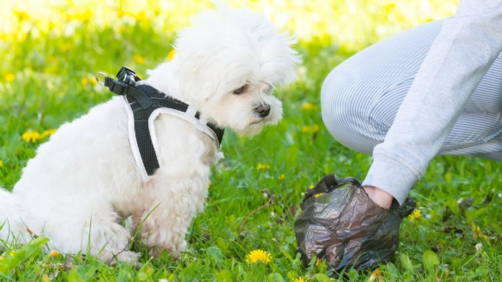 XA124B PORTABLE DOG BOTTLE WITH BOWL with CLIP Pet water bottle