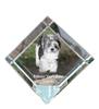 Biewer Yorkshire Terrier – Crystal Cube with a Photo, Photo of a Horse In Crystal |