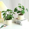 Elegant Simulation Green Plant Bonsai Realistic False Tropical Plants  Home Decor