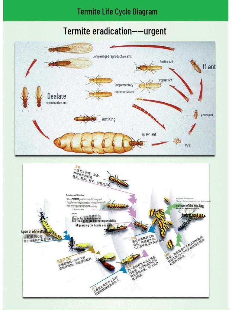 Indoor Termite Bait Box - Effective White Ant Control Treatment