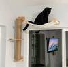 Wall Mounted Indoor Cat House Cat Bridge Cat Hammock with Scratching Post and Pedals or Stairway for Kittens