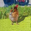 Chicken Garden Stakes Animal Stake Sculpture for Yard Outdoor Lawn Ornaments