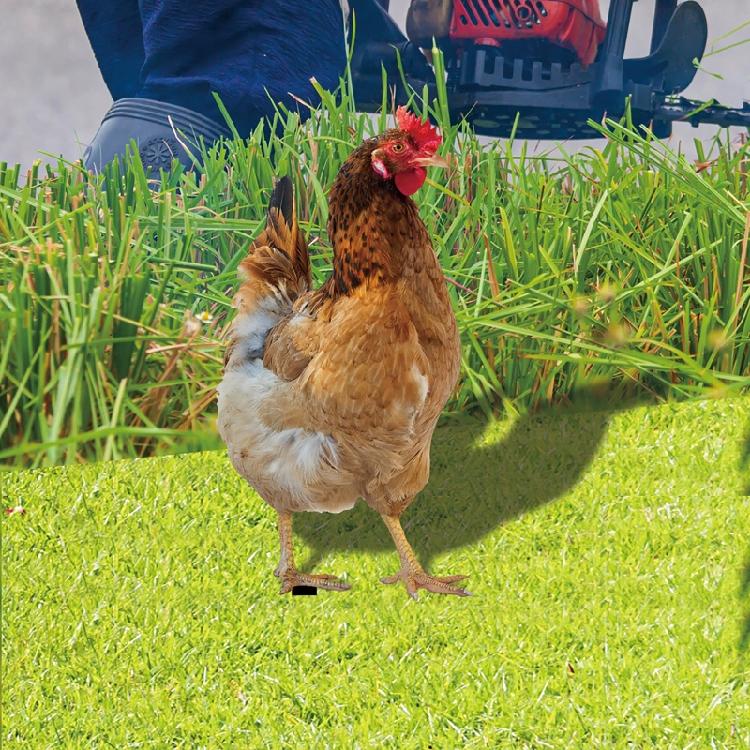 Chicken Garden Stakes Animal Stake Sculpture for Yard Outdoor Lawn Ornaments