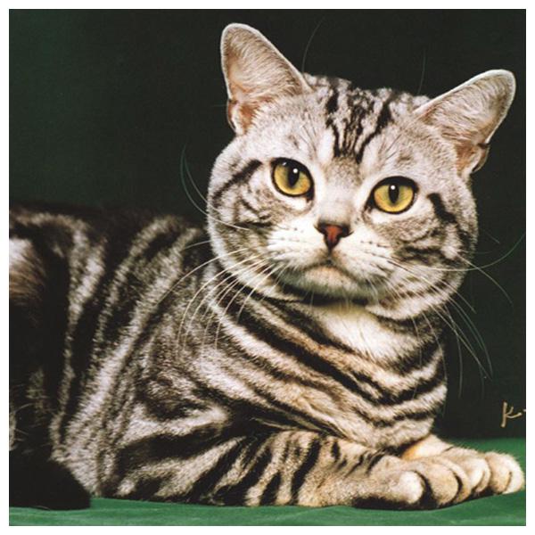 DIY 3D kulatá diamantová malba Zvířecí kočky Výšivka Cross Craft Stitch Home Decor