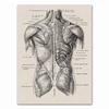 Anatomy skeleton Patent Vintage Poster Wall Art Print Canvas Painting Nordic Posters And Prints Wall Pictures For Living Room