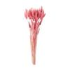 Tokyodo Dried Flower Lagrass Approx. L40cm 1 Bunch 15g FD004583-162