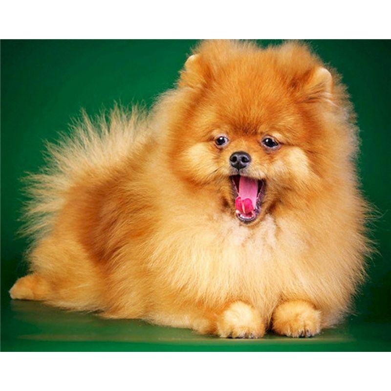 5D Diy Diamond Painting Kit Dog Animal Cross Stitch Embroidery Set Full Rhinestone Mosaic Home Decoration Picture