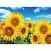 500-teiliges Puzzle – Sonnenblumen blühen unter dem blauen Himmel, beliebtes koreanisches Puzzle