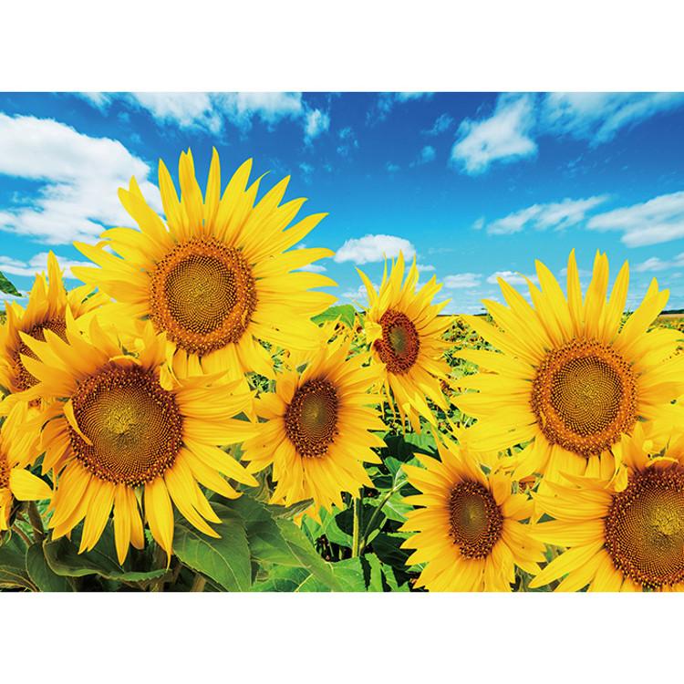 500-teiliges Puzzle – Sonnenblumen blühen unter dem blauen Himmel, beliebtes koreanisches Puzzle