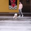 Handmade Small Animal Model 3D Printing Technology Miniature Dog/Cats Model Great For Collectors And Decorators