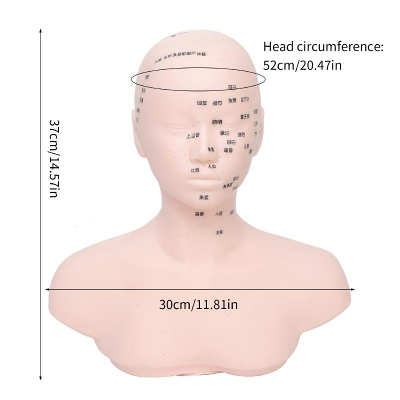 Realistic Massage Therapy Head Model Featuring Stable Filling Structure And Ergonomic Design For Beauty Academies