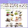 25 Piece Detailed Pvc Insect Growth Cycle Card Set With Realistic Worms Ladybugs Frogs And Snails