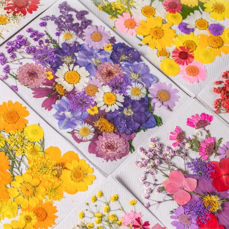 Colorful Real Dry Herbs Set Assorted Dried Flower Bundle Pressed Flower for Creative Scrapbook and Decors