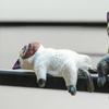 .5X Auto Landschaft Katze Ornamente Niedliche Cartoon Katze Ornament Auto Mittelkonsole Navigationsbildschirm Schlafende Katze Dekoration Miniaturen