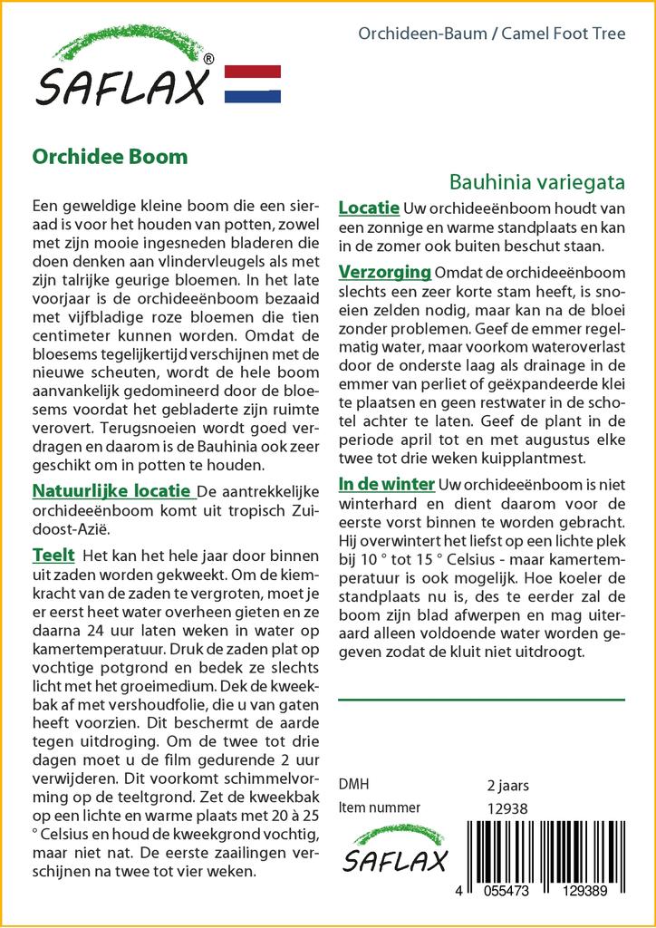 SAFLAX Camel Foot Tree - 8 Seeds - Bauhinia Variegata