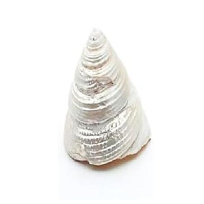 RSINC Moti Shankh/Perlmutt 3,5 CM Moti Sankh für Lakshmi Pooja | Zeitlos JL286142274788