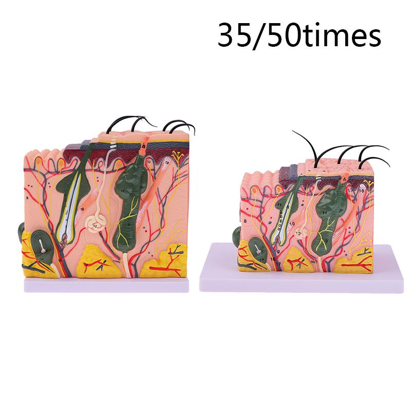 Model de piele de 35/50 de ori Structura părului de piele anatomică umană Măriți anatomia modelului