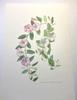 [USED] Natural History Encyclopedia 1958 (Germany) Botanical illustrations, 6 pieces of botanical art