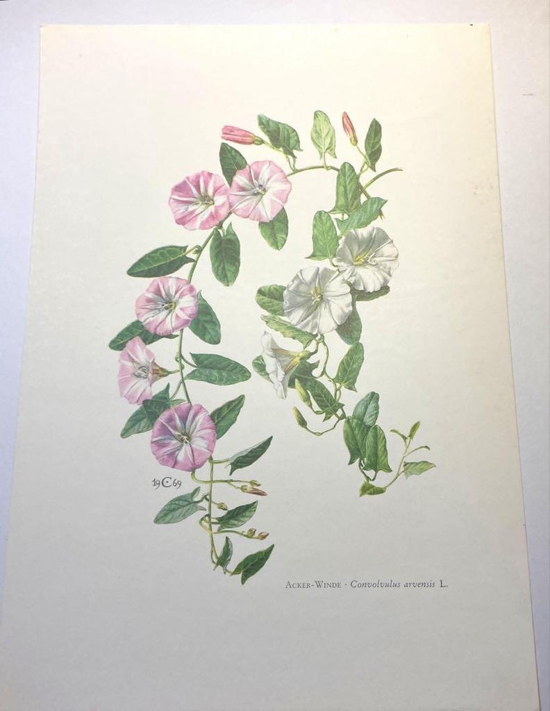 [USED] Natural History Encyclopedia 1958 (Germany) Botanical illustrations, 6 pieces of botanical art