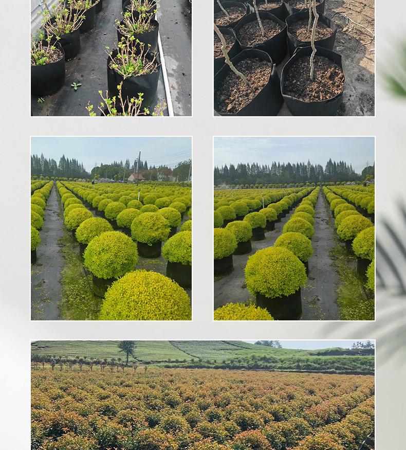 Extra-Large Black Non-Woven Fabric Grow Bags for Plants and Trees - Thickened Nutrient Pots and Seedling Bags