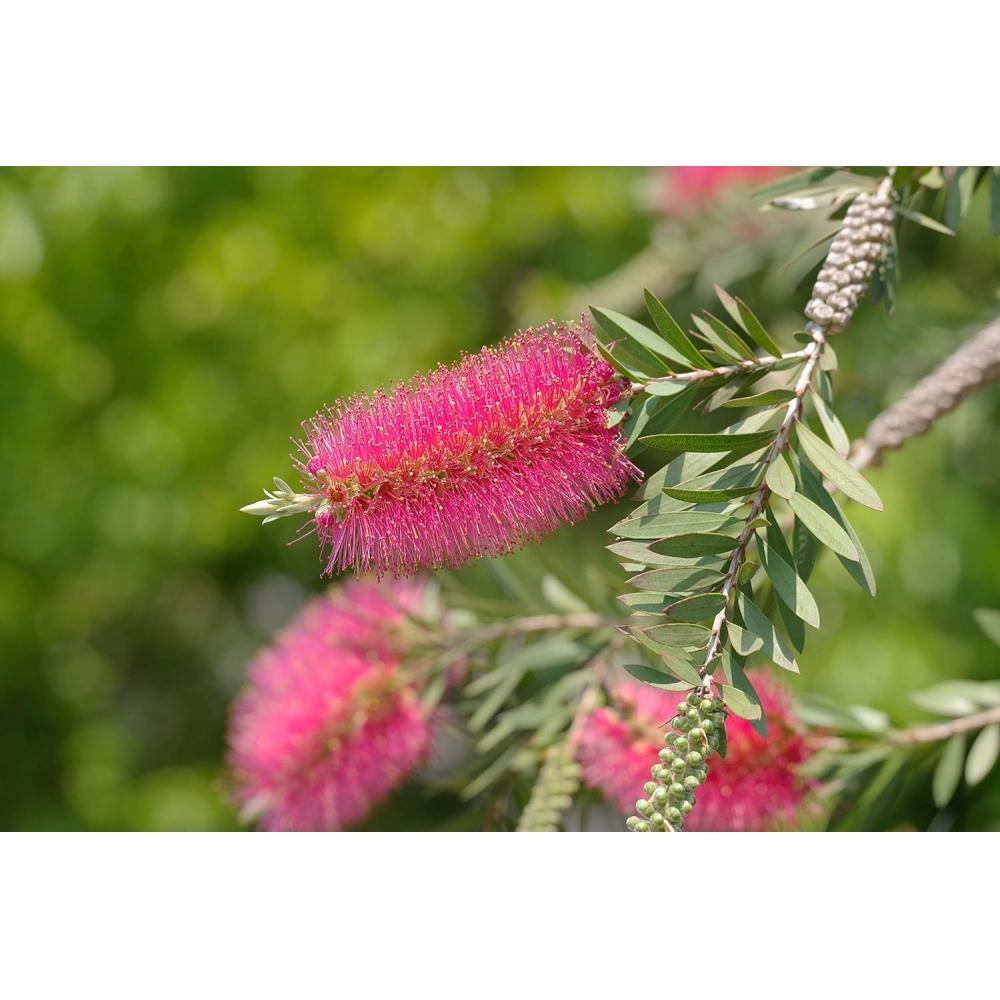 Pentax Telephoto Zoom Lens Hd Pentax Da 55 300mmf4.5 6.3ed Plm Wr Re