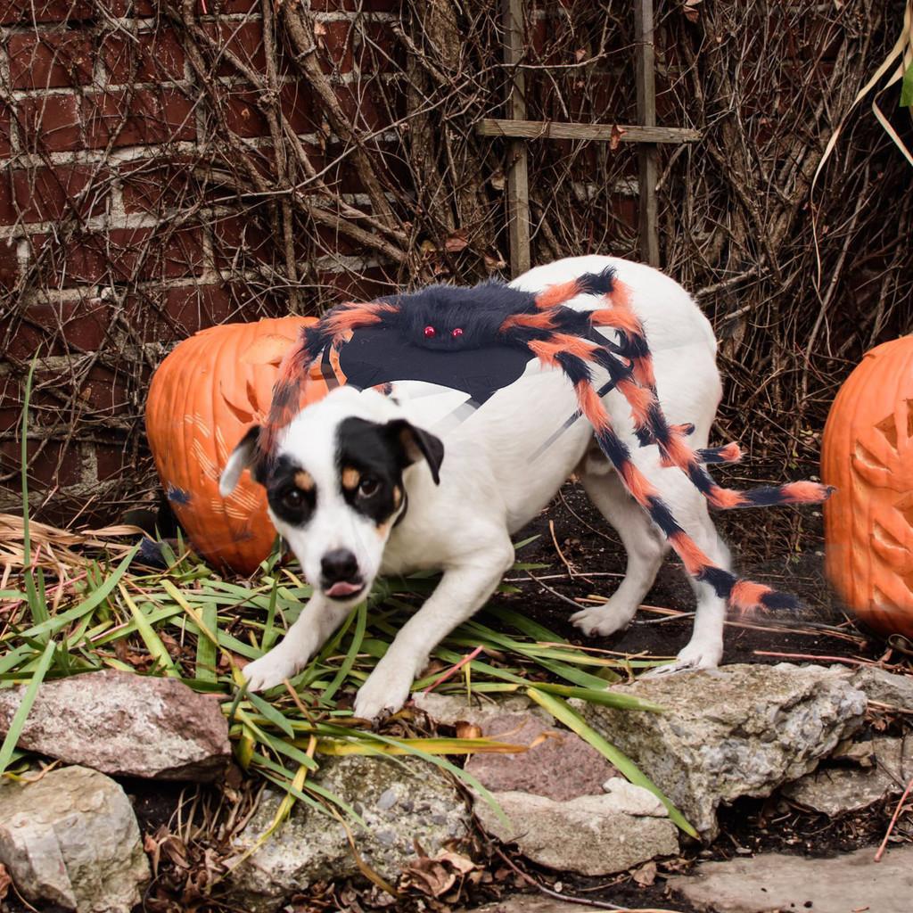 Halloween Spider Dog Costume With Fabric Material Pet Dress Up Accessory Party