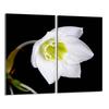 Glass Protective Hob Panel 2x30x52 Orchid