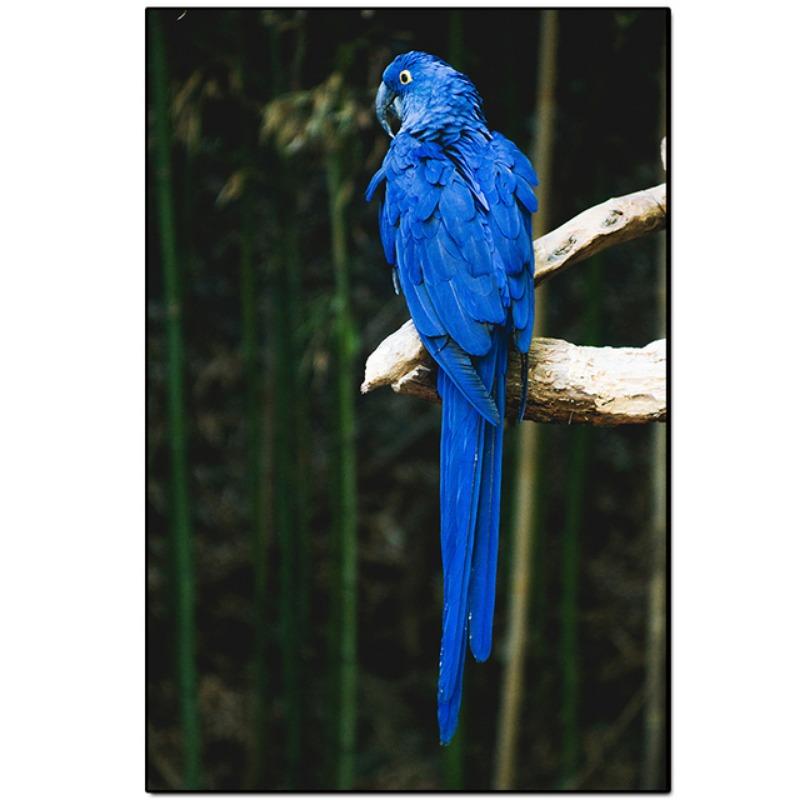 Colorful Parrot Poster Beautiful Bird Wall Art Animals Pictures Canvas Print Living Room Home Aesthetics Decor Painting Cuadros