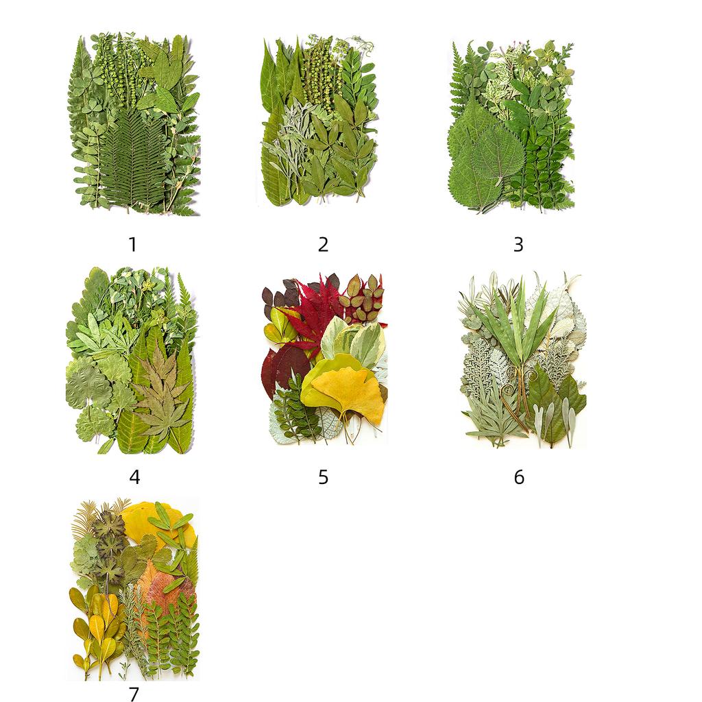Pressed Dried Leaves Plant for Resin Molds Natural Pressed Dried Leaves For Scrapbooking Soap Candle Jewelry Making