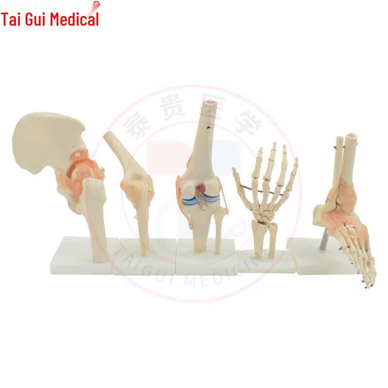Anatomical Human Hand Joint Model