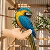 Realistic Simulated Hand Shaped Bird Stand Fake Hand Parrot Resting Pole  Perch Shelf