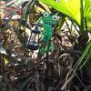 Solar Frog Garden Decor Waterproof Frog Solar Pathway Light Landscape Lighting & Accessories For Christmas Halloween Easter