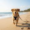 Colorful Ball Pet Harness Leash Adjustable Pet Walking Rope Durable Dog Harness Vest  Daily Use