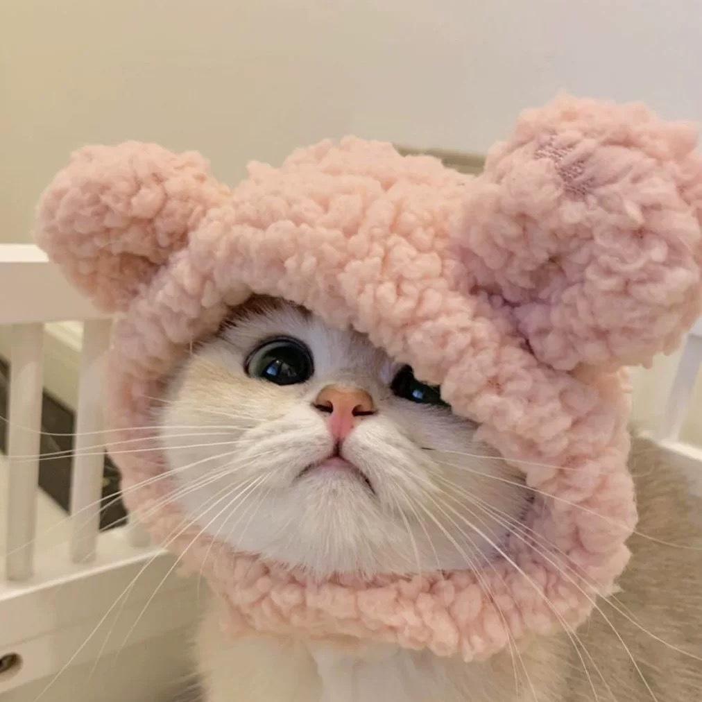 Pet Headgear, Starfish, Snapper Fish Hats, Piggy, Chick, Cat, Bear, Panda Headwear, Funny Costumes