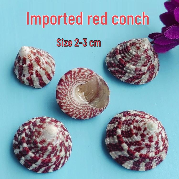 Conch Shells & Starfish for Hermit Crabs: Aquarium Decor & Drift Bottle Accessories