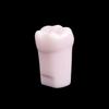 10Pcs Dental Typodont Teeth Model Removable Individual Screw-In Resin Denture Practice Tooth For Dental Studying Training