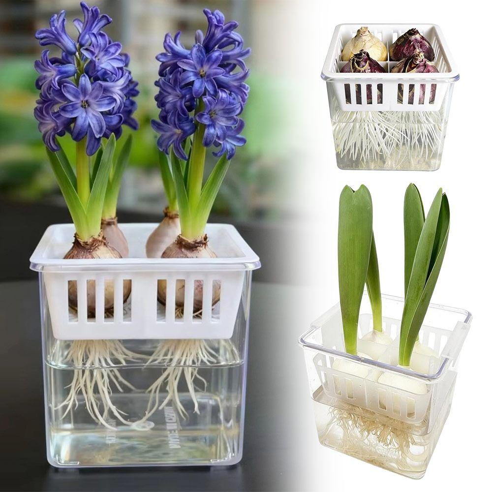 With Breathable Support Basket Tulip Hydroponic Flowerpot Clear Hydroponic Planter  Home Decoration