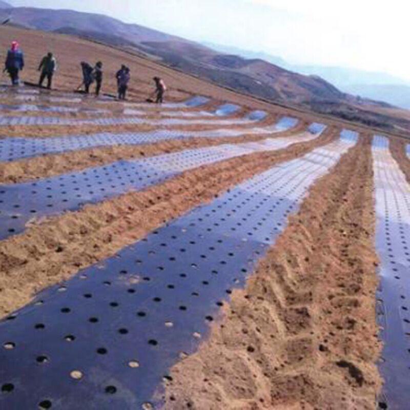 5Holes Black Garden Film Hi-Quality Vegetable Plants Grow Film Protection Cover Greenhouse Perforated PE Mulch Film