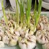 Microgreens Sprout Tray Germination Tray Double Layer Sprout  Hydroponics Tray Plate Nursery Pots Soilless Cultivation Planting