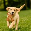 Creative Puppy Molar Toys Bone Shape Nylon Dog Bone Dog Chew Stick  Dog Training