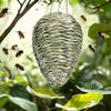 High-quality Outdoor Hanging Ornaments For  And Nests, Suitable For Garden Decoration.