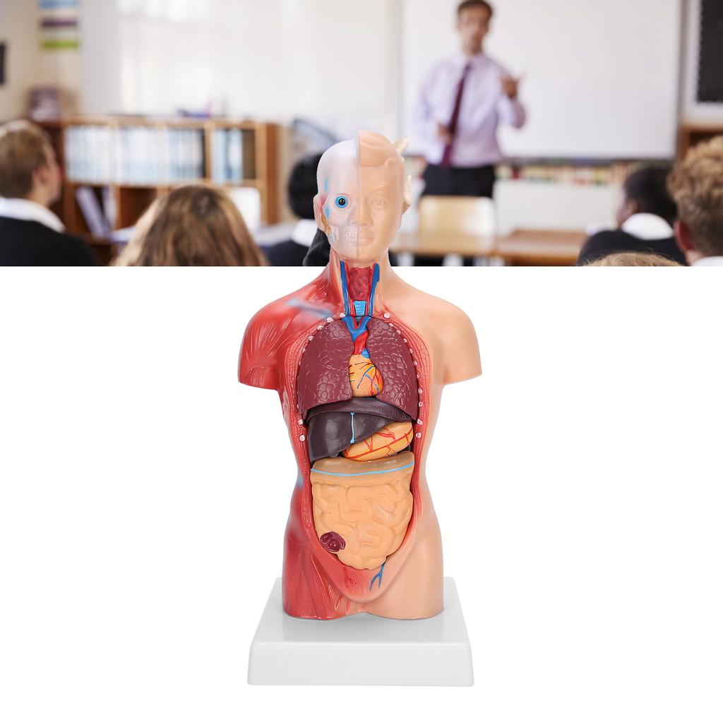 28cm Human Torso Model Detachable Internal Organs Teaching Anatomical Assembly Model