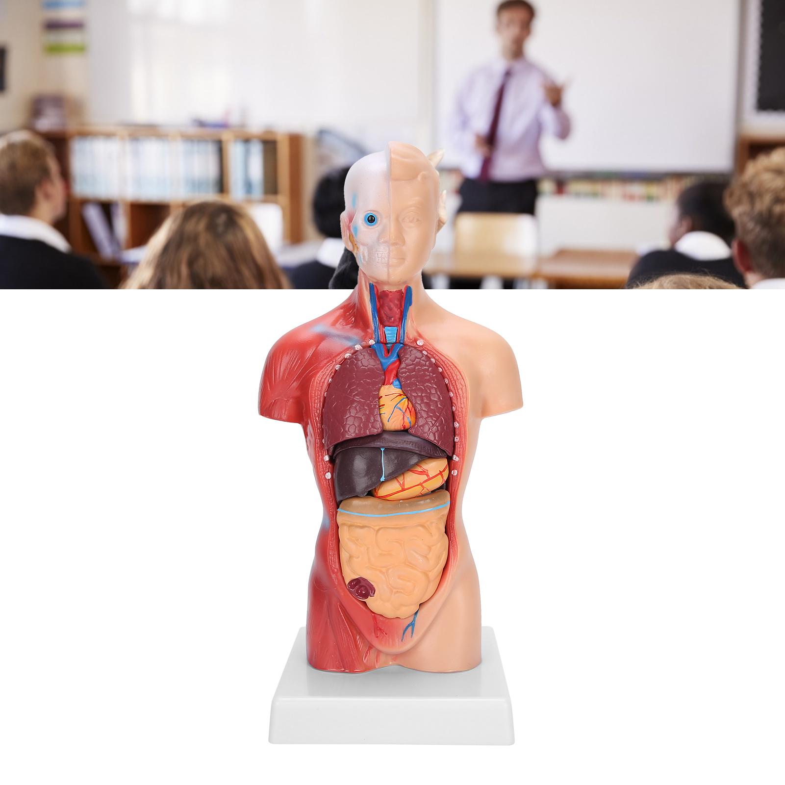 

28cm Human Torso Model Detachable Internal Organs Teaching Anatomical Assembly Model