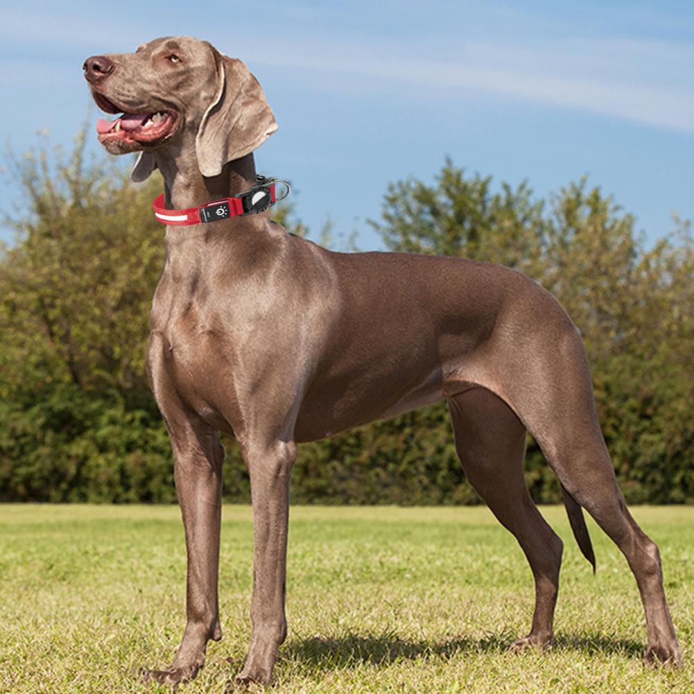 Leichtes Hundehalsband für kleine Hunde Verschleißfestes Hundehalsband für Outdoor-Abenteuer Wiederaufladbares LED-Hundehalsband für die Nacht