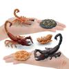 Simulated Insect Growth Cycle Model Toy 4-Piece Set Scorpion Growth Transformation Process Animal Static Ornament