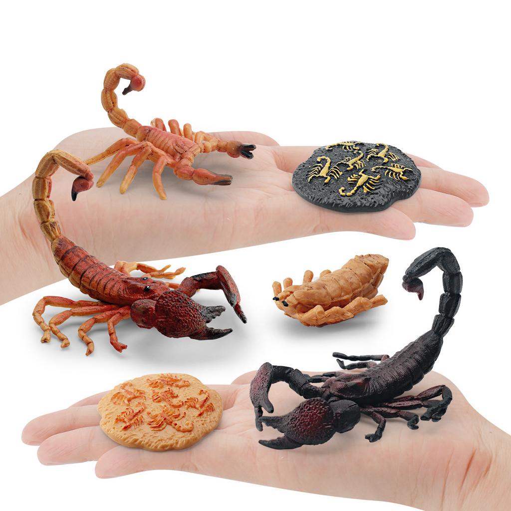 Simulated Insect Growth Cycle Model Toy 4-Piece Set Scorpion Growth Transformation Process Animal Static Ornament