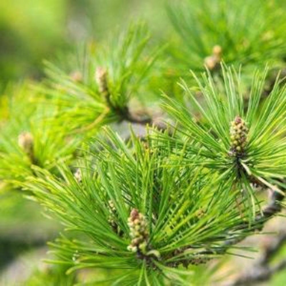 Organic Dried Pine Needle Tea Premium Red Pine Needles Loose Leaf Herbal Tea