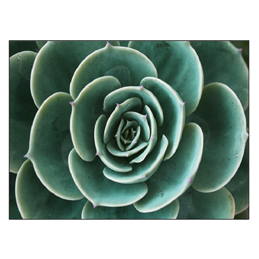 Weiße Tulpe, grüne Sukkulenten, Aloe, Monstera, Pflanzenkunst, nordisches Poster, Leinwandmalerei und Druck von Wandbildern für die Wohnzimmerdekoration