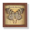 Real butterfly specimen photo frame, decorative painting, 3D ornament, handmade DIY, birthday gift, insect specimen