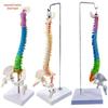 45CM Colorful Anatomical Human Spine Model